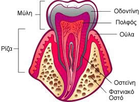 Tooth Description